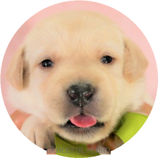 ラブラドールの子犬情報 グレイスフルランド ラブラドールレトリバーといっしょに暮らそう 子犬の分譲販売 交配 ブリーダー ラブラドールの子犬情報 グレイスフルランド ラブラドールレトリバーといっしょに暮らそう 子犬の分譲販売 交配 ブリーダー